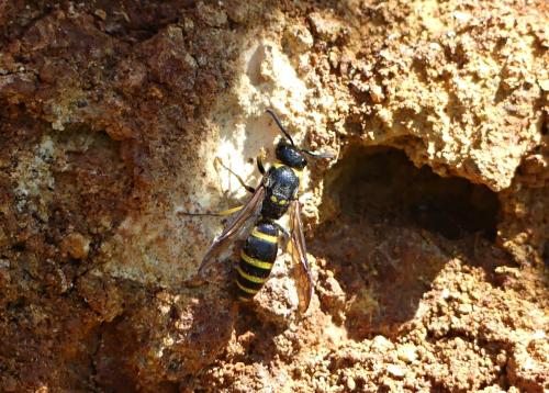 Ancistrocerus sp.